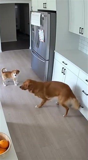 Cat Bully Loses It 😳🐱