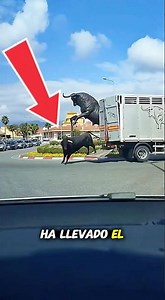 INCREDIBLE! A BULL ESCAPES FROM A TRUCK AND ALMOST COLLIDES WITH A CAR IN THE MIDDLE OF A ROUNDAB...