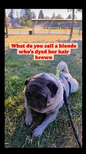 What do you call a blonde who's dyed her hair brown? #pug #puglife #blonde #blondehair #artificialintelligence #AI #pet #dog #cute #laugh #ig #fbreelsvideo | Jacob ThePug Canada