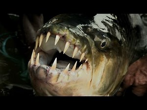 Legendary River Predators Up Close and Personal