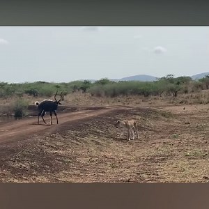2.5M views · 32K reactions | Nyala Escapes from Crocodile & Lion | Animals King | Facebook