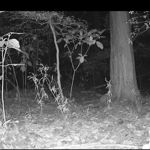 【狩猟】大猪→くくり罠 トレイルカメラに映った野生動物の映像【Hunter girl】#shorts