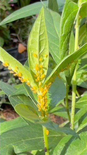 How to Get Rid of Aphids Naturally | Neem Oil Garden Tip