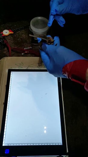 🦇Bat Appreciation Week is concluding, but not before we take a look at bat science in action! 🦇 Ever wonder how scientists study bats without harming them? In the spring and summer, researchers use gentle harp traps at cave and mine entrances to safely catch bats as they head out to forage. One of the stars of the show? The Eastern Small-footed Myotis—Virginia’s tiniest bat! 🐾 Once caught, each bat is carefully examined for: ✔️ Species ✔️ Weight & size ✔️ Wing health ✔️ Gender & reproductive 