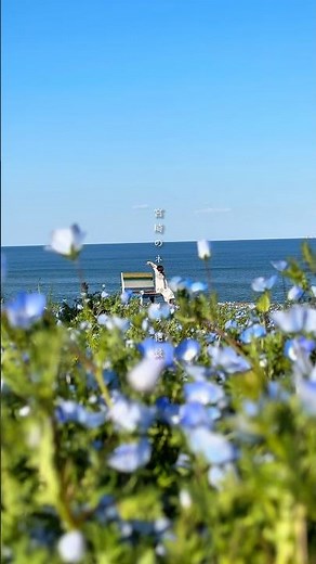 宮崎の青い海×ネモフィラ畑が絶景すぎる#宮崎観光 #日向市 #ネモフィラ #miyazaki