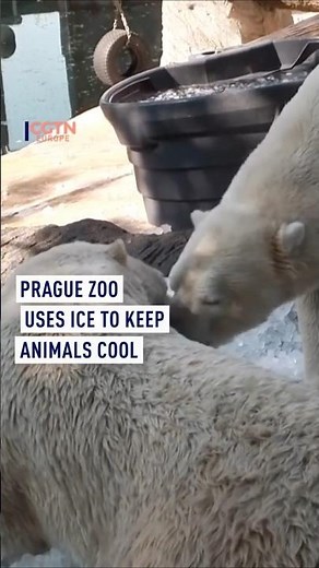 Prague Zoo Uses Ice to Keep Animals Cool