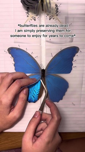 Morpho Godarti Tingomariensis Pinning | Entomology Tutorial