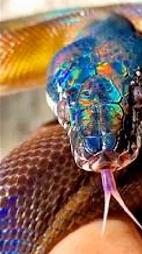 The Mythical Rainbow Snake Has Finally Been Found