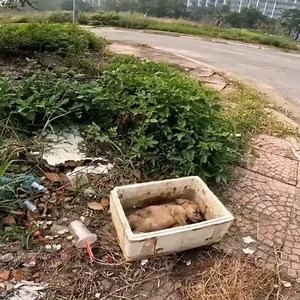 840K views · 35K reactions | Trying to Save poor dog was abandoned because of acute diarrhea Puppy needs a new home | LimonsMemes | Facebook