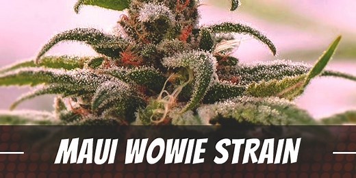 Maui Wowie Cannabis Strain Review & Information