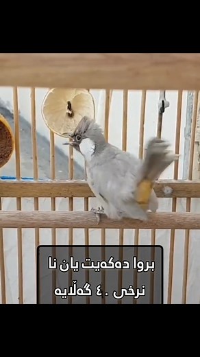 Beautiful Bulbul Singing