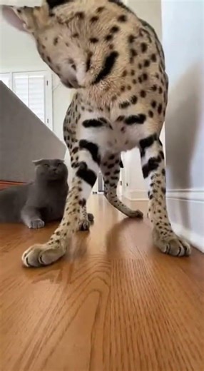 😱🐱 Bully Cat Slapping Kitten Until Mom Saves