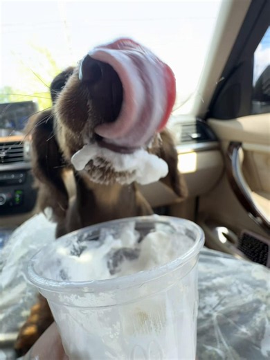 Pup Cups for Dogs: How to Make a Dog-Friendly Pup Cup