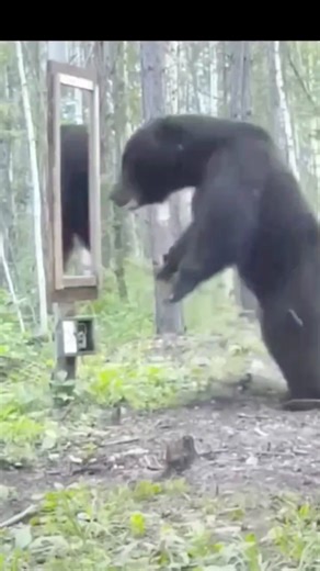 BEAR FAILS THE MIRROR TEST🤣 #bearstory #bear #animalshort #wildlife
