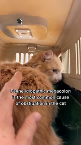1.7K views · 47 reactions | Feline megacolon. #drtom #veterinarian #vetlife #viral #fyp #foryou #cat #animaldoctor #fypシ #veterinariansoftiktok #catsoftiktok | Dr.Thomas Hamilton.Fan Club | Facebook