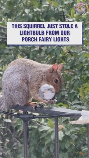 19K views · 48 reactions | Squirrel logic is undefeated | Now I've Seen Everything | Facebook