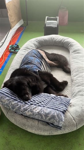 70K views · 5.6K reactions | 芒果狗生的最後一次露營 那時我們都沒想到這會是最後一次在山上搭帳篷過夜 那時候還沒換車 一台小小的fit要塞一個超大床墊加一隻大狗還有器材 當時真的很克難 但那一天芒果蠻開心的 無聊就躺著休息吹吹風 還有吃烤肉烤雞 養狗就這樣 回顧快樂的部分多過傷心的就好了，這些回憶是真實的誰也帶不走 | 芒果柚柚妹妹new life | Facebook