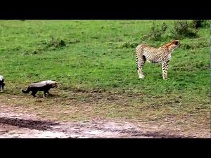 チーター親子捕食