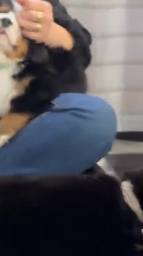 57K views · 1.8K reactions | Who needs a playground when you have a yard full of Bernese lol. December litters are here counting down already 7th December and 22nd December let's go guys waiting list still open reservation ends this weekend, we love y'all BMD family 殺. #bernesemountaindogsforadoption | Bernese Mountain Dogs For Adoption | Facebook