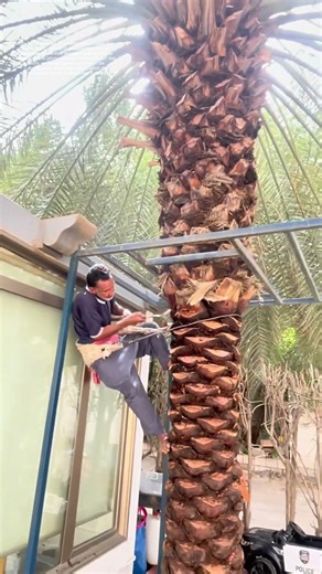 Palmen pflegen: Wie scharfe Klingen die Ernte sichern