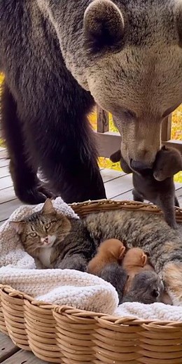 Mama Cat Adopts a Bear Cub?! 🐻❤️🐱 The Cutest Unexpected Family Ever #Wholesome #CuteAnimals #Animal