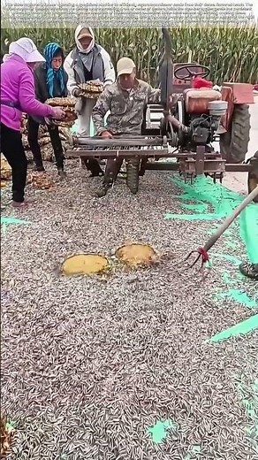 Harvesting Sunflower Gold: The Mechanical Method for Seed Extraction