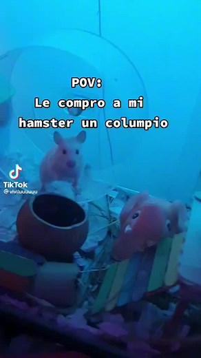 #baby #hamsters #animals #cuidados #cute #millonario #mascotasfelices #hamster_team🐹 #planeta #atencion #puravida
