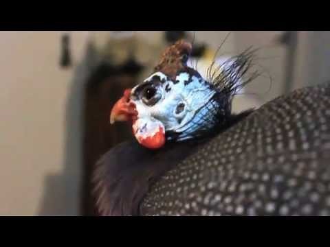 Happy Guinea Fowl Sounds