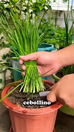 El cebollino (Allium schoenoprasum), también conocido como cebolleta o chive, tiene su origen en regiones templadas de Europa, Asia y América del Norte. Es la especie más pequeña y delicada del género Allium, que incluye a la cebolla, el ajo y el puerro. Se cree que el cebollino comenzó a ser utilizado por los humanos hace miles de años, principalmente en la antigua Europa y Asia, donde se aprovechaba tanto su sabor suave como sus propiedades medicinales. En la Edad Media, el cebollino se cultiv