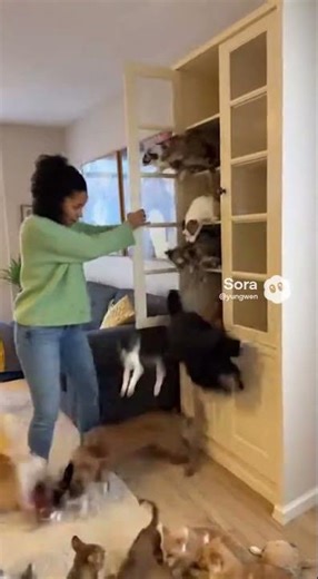 A Portal of Pets?! Endless Cats & Dogs Exploding from My Cabinet!