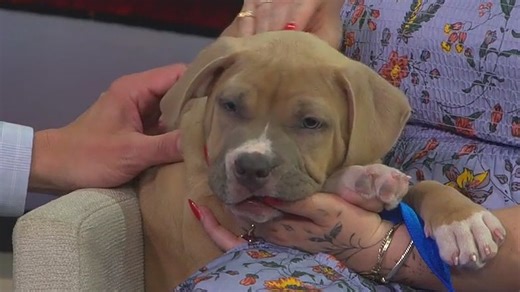 Pet of the Week | Puppy up for adoption in Tampa
