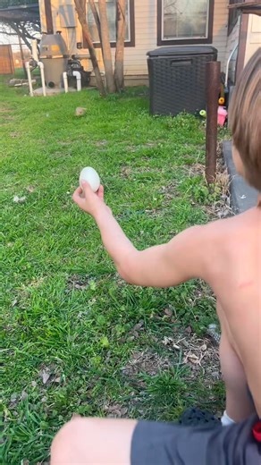 Did you know Gray foxes are one of only two species of fox that can climb trees They can climp straight up a tree with ease. Their diet consists of lots of vegetaion, small critters such as frogs , mice, birds an~ #trend, #fyp, #foryou, #virals, #fyps, #foryoupage #trending, | The Gaysian cowboy