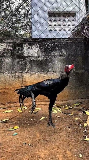 King Black Java | Aseel Madrasi brand Rooster #shorts #aseelmurga #roosterfarm