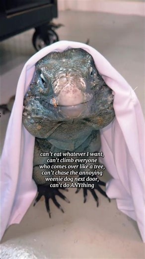 WHAT can an iguana do geez