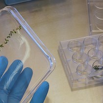 Video: Extraction and Quantification of Soluble, Radiolabeled Inositol Polyphosphates from Different Plant Species using SAX-HPLC