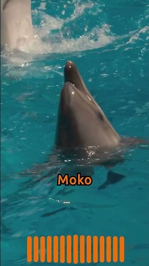 Moko the Hero Dolphin Rescues Stranded Whales #animals #nature #shorts