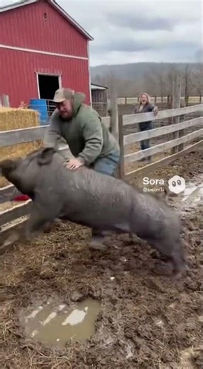 Pig attacks farmer