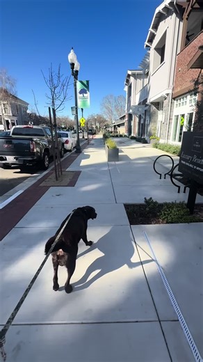 Chocolate Lab's Stinky Collar: Blame Mom!