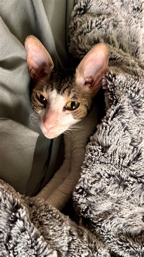 Ariane Resnick, CNC | The murder of Alex Pretti (a VA nurse who was certainly not a domestic terrorist) by ICE strips away any last clams that anyone is safe... | Instagram