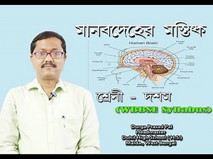 human brain class 10/মানব মস্তিষ্ক (WBBSE)/Brain structure & function in Bengali/Life science /wbcs