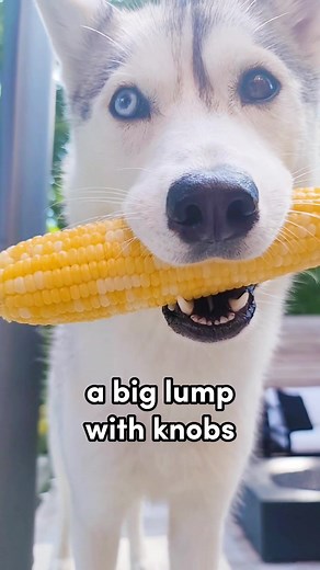 Skaya Siberian on TikTok