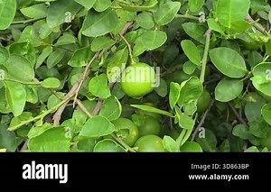 Harvesting lime of lime tree in organic farm.