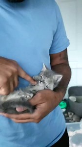 Storm's first slow blink 🥹 Socialization is going well with the new crew; they're getting more comfortable with pets and being held. They love Bambi of course and are already on her tail 😂 The gray-themed names had the most votes on our last post so these are the ones we're going with for their names: All-gray kittens: Ash & Shadow Gray tabbies: Cloud, Dove, and Storm | Fostering kittens