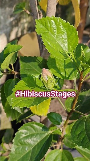 Hibiscus flowers' stages #hibiscus