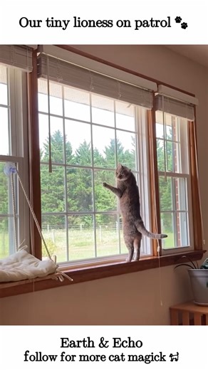 My Cat Thinks She’s a Guard Lion. 🐆👑