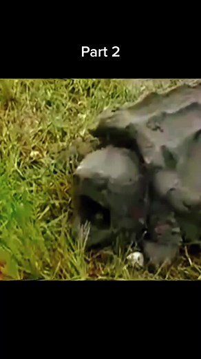 Turtle hunting snake😱 #wildanimals #snake #turtle #animals