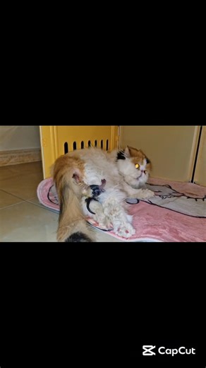 Emergency! A kitten stuck during birth#catgivingbirth #kittenlife #catfamily #kitten