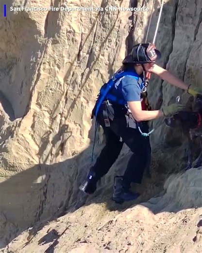 Dog rescued after falling 40 feet down cliff
