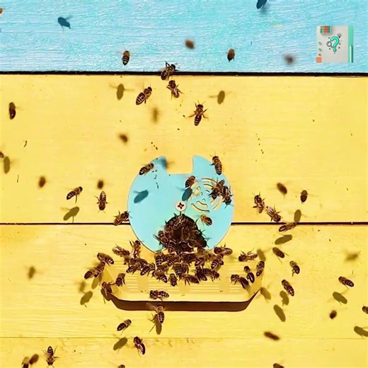 Why Bees Sometimes Bump Into Each Other Mid-Air