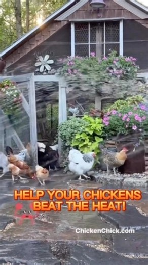 Hot temps are life-threatening to chickens! 😅107°F is a chicken’s NORMAL body temperature AND they are fully insulated, wrapped in down jackets, making hot weather a dangerous game of survival. 👉Learn my best tips for keeping chickens safe in hot weather on my website here!—> http://bit.ly/2Uf6kIf (Insta peeps, type link into your address bar) 🐥🐥🐥 #backyardchickens #petchickens #chickens #chickenkeeping #chickenyard #chickencoop #coop #hothothot #heatwave #beattheheat #waterpark | The Chick